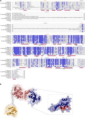 Identification of the Unwinding Region in the Clostridioides difficile Chromosomal Origin of Replication